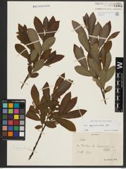 Foto von Salix appendiculata Vill.